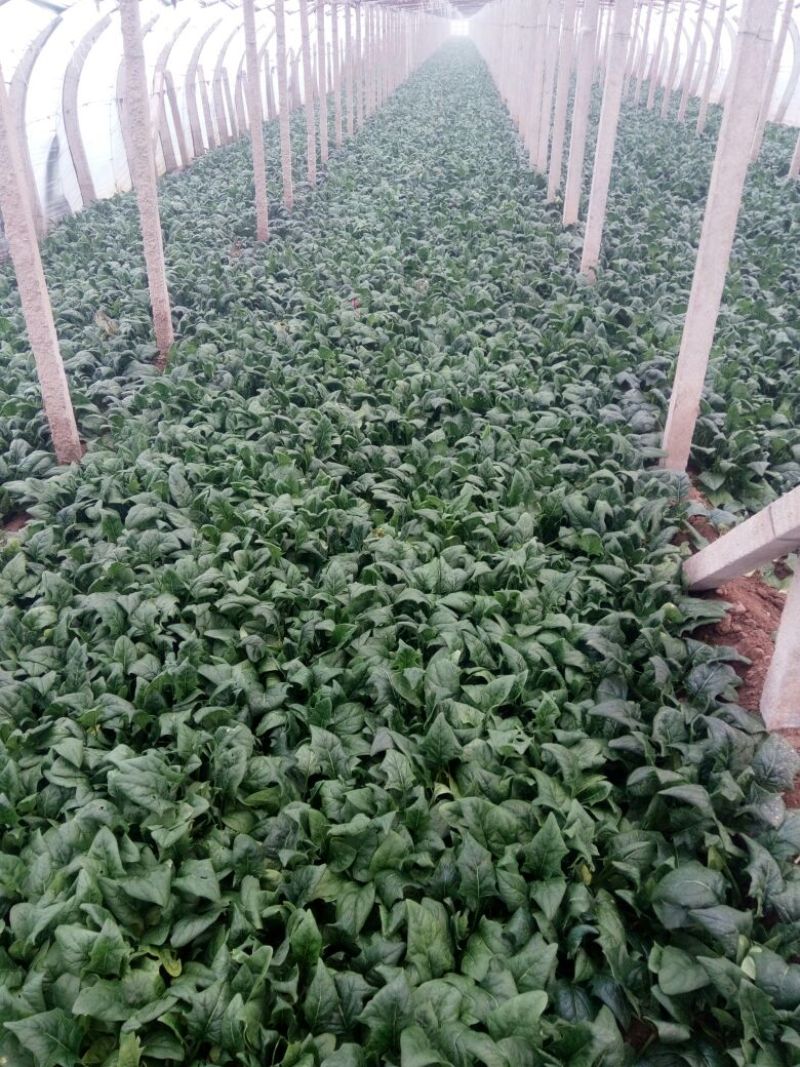 大叶菠菜25~30厘米