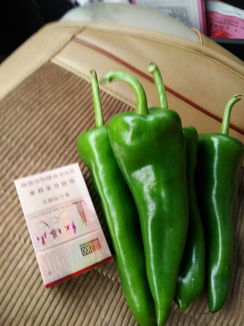 鲜辣椒10~15厘米青中辣
