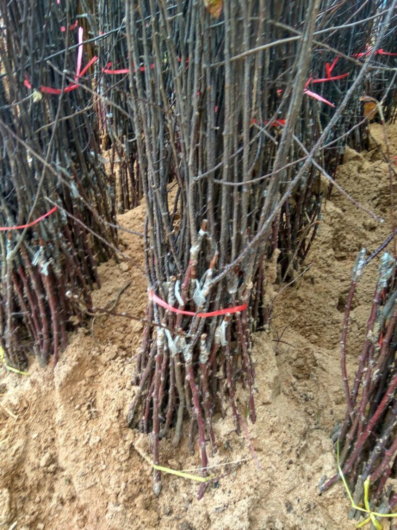 矮化砧苹果苗苹果苗育苗基地苹果苗批发苹果苗新品种
