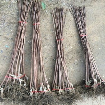 柿子树苗100~150cm