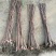 柿子树苗100~150cm