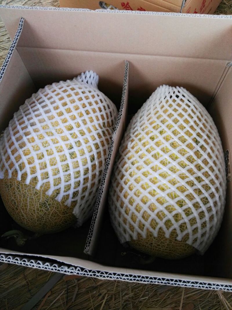 86王哈密瓜5斤以上长圆形