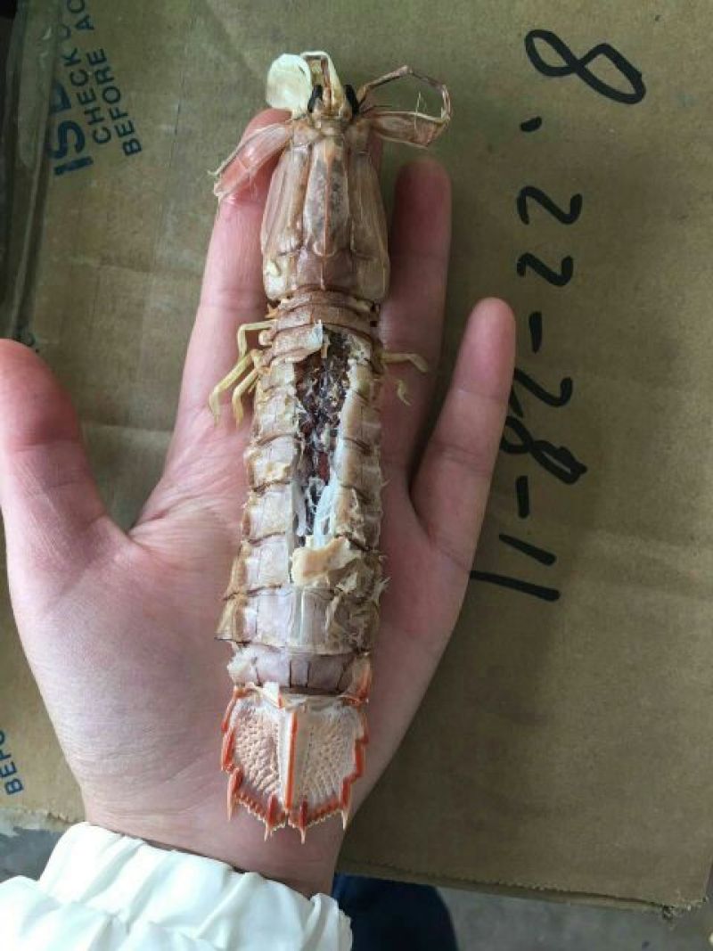 干虾
