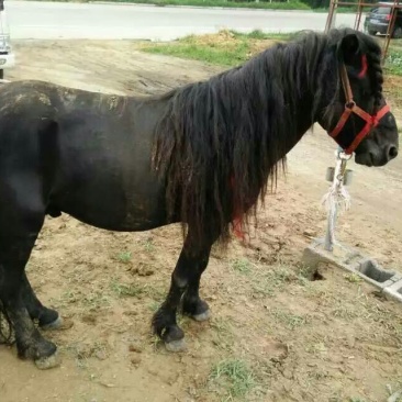 矮马