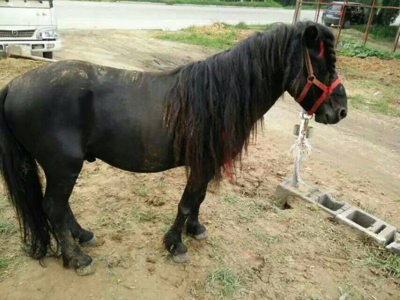 矮马
