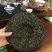 普洱茶紧压茶