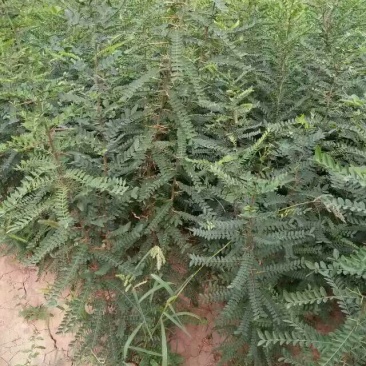 皂角树苗30~50cm