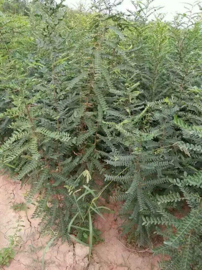 皂角树苗30~50cm