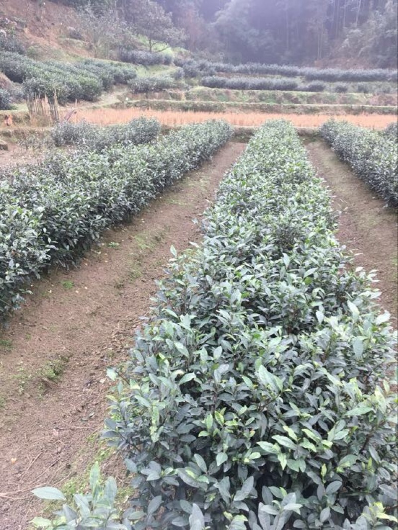 川茶