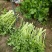 芹菜50cm以上