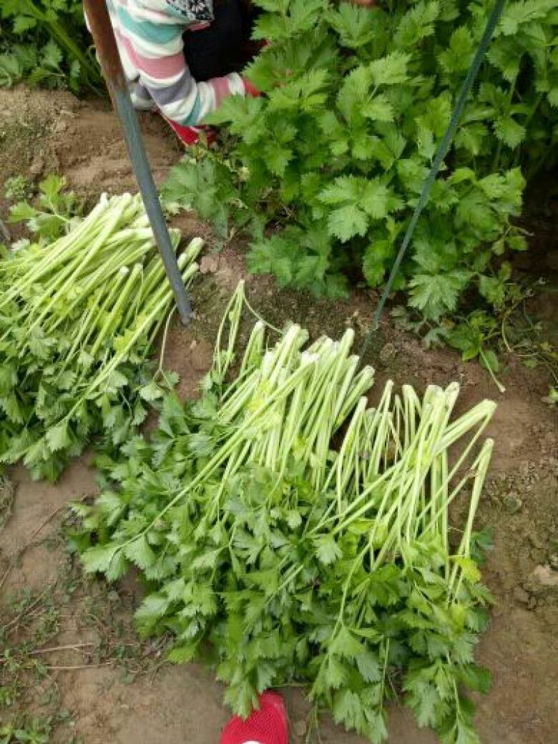 芹菜50cm以上