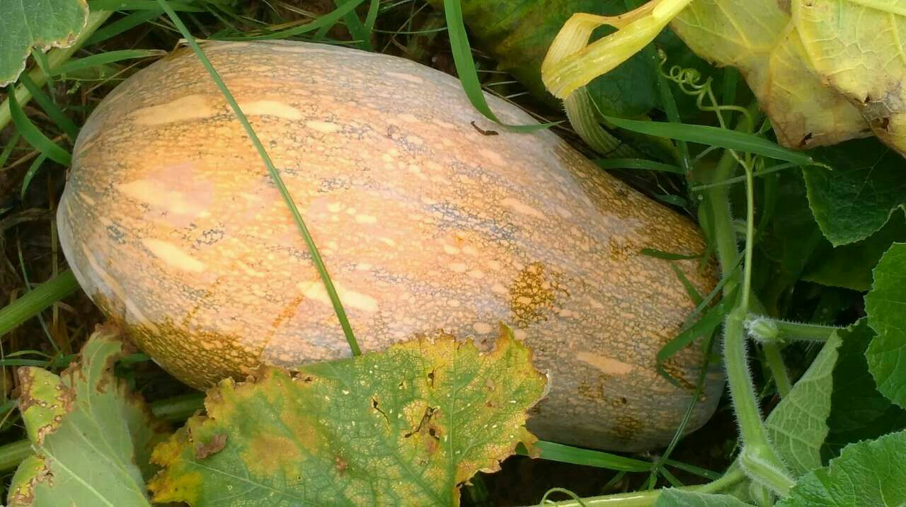 ϹʲôƷ ͼƬϼ