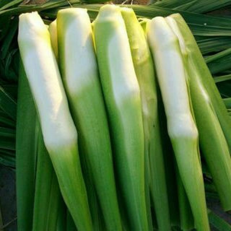 特早熟双季茭白带壳
