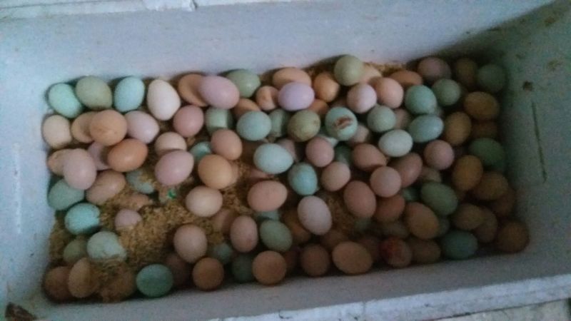 土鸡蛋食用50g以下