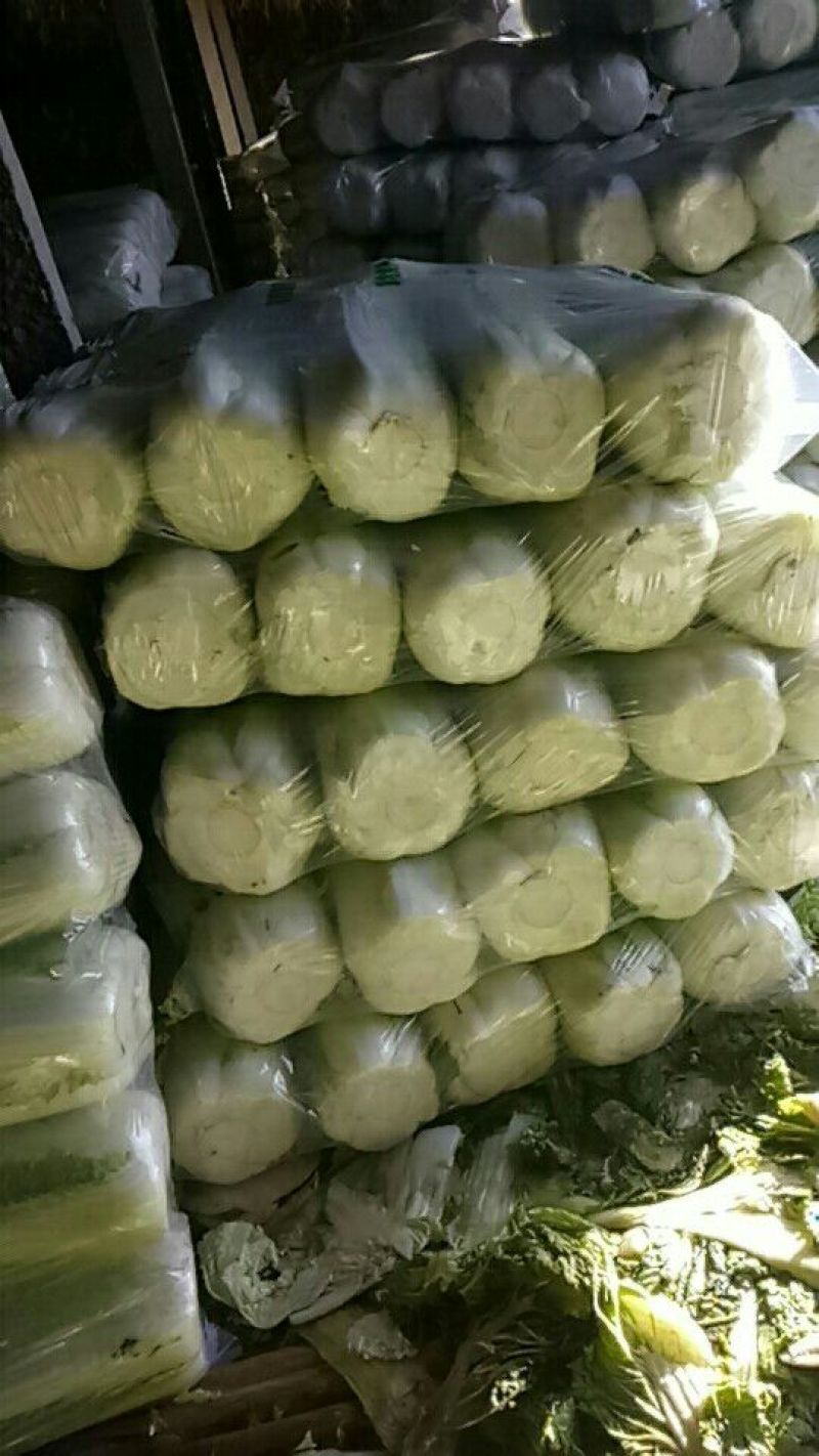 大白菜7斤以上