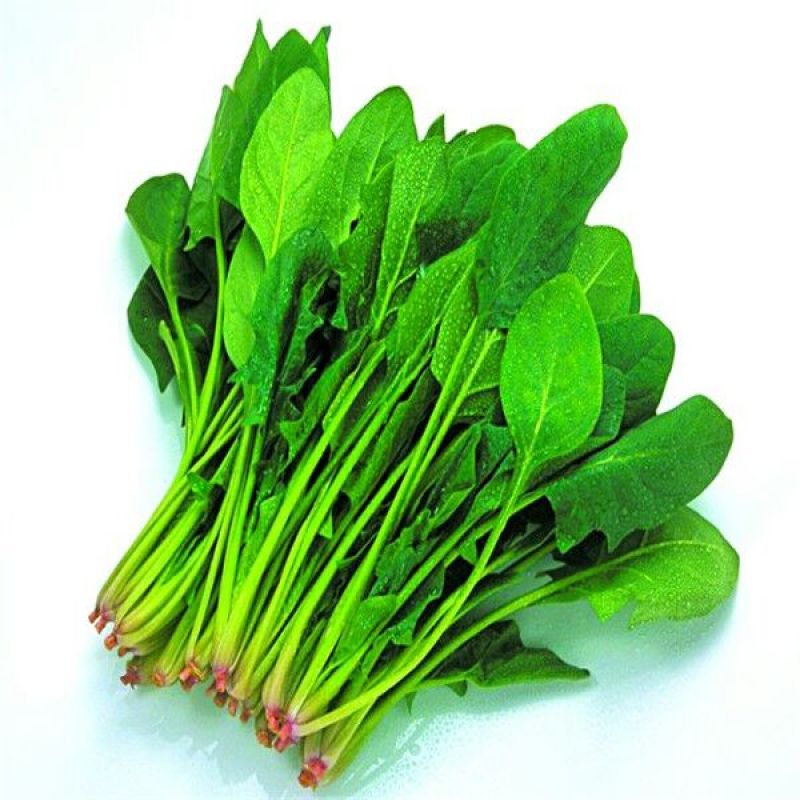 全能菠菜15~20厘米