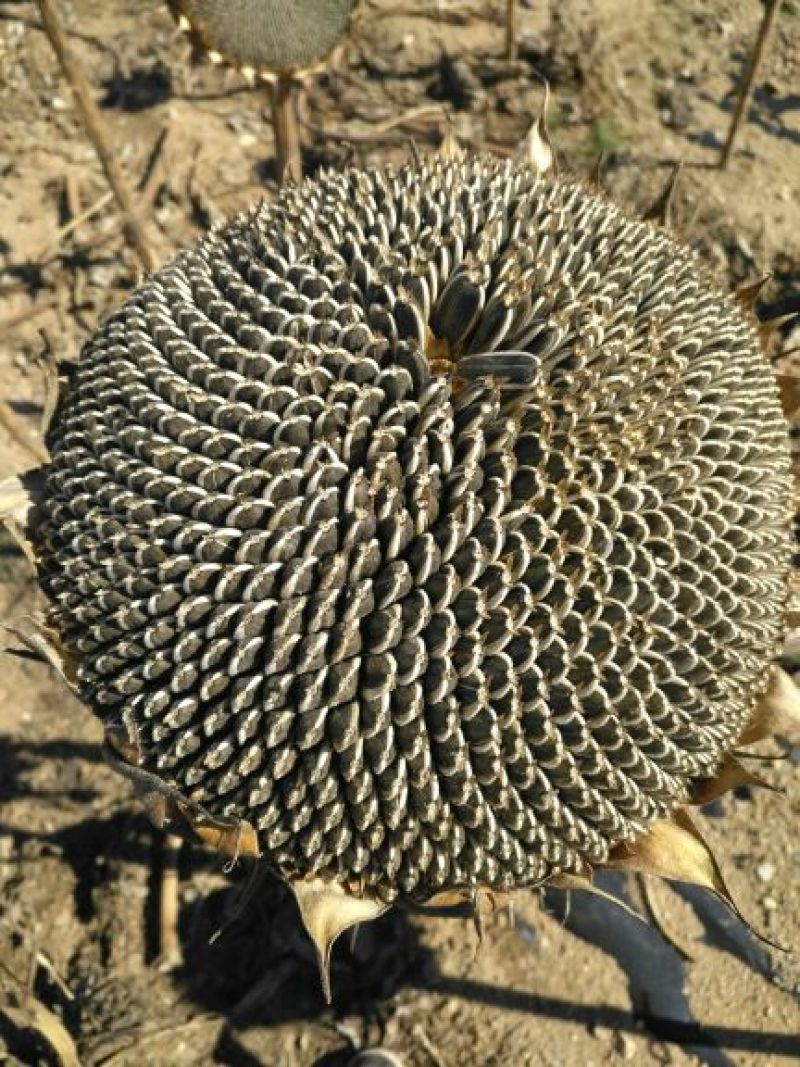 葵花籽