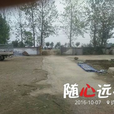 子弹头干辣椒精品9成干以上