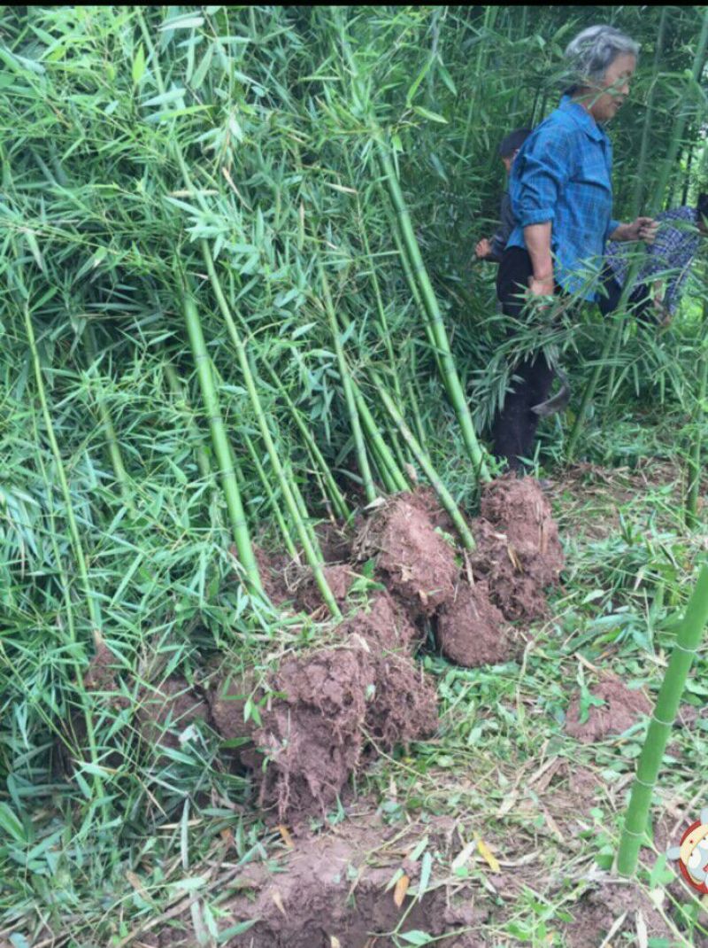 雷竹苗