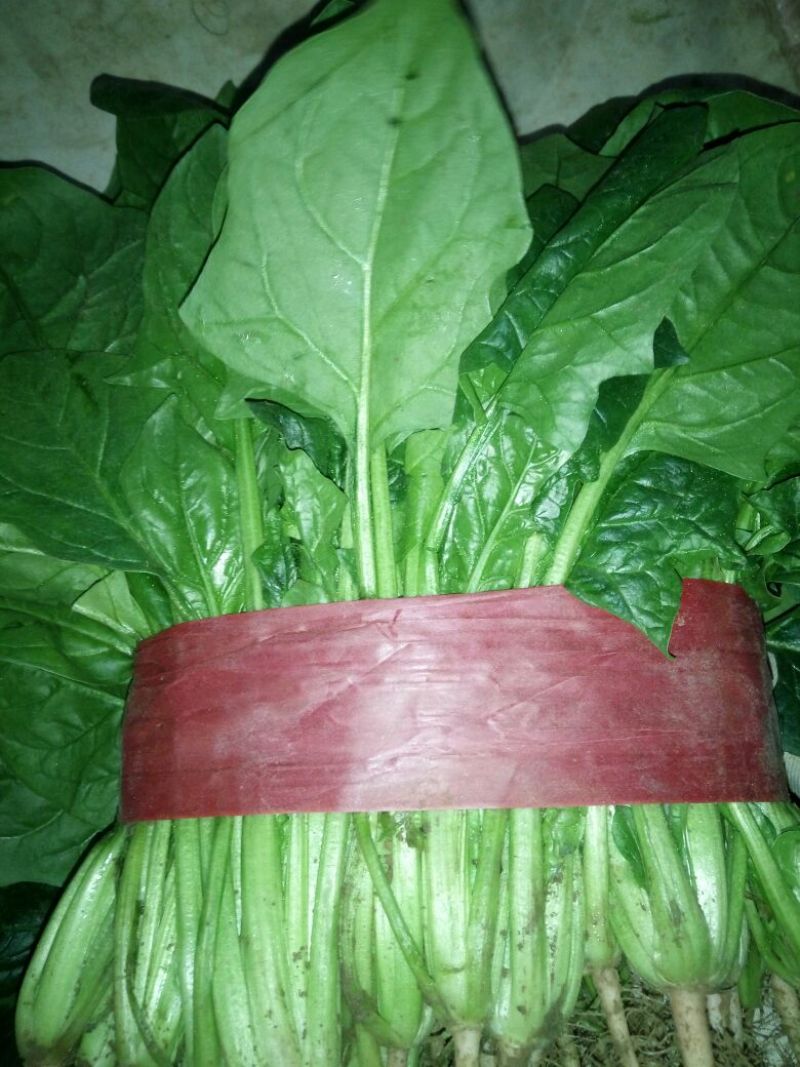 大叶菠菜25~30厘米