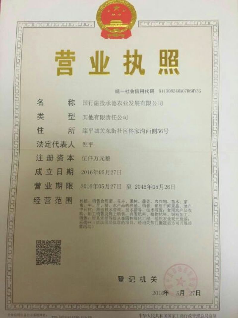 桑树苗50cm