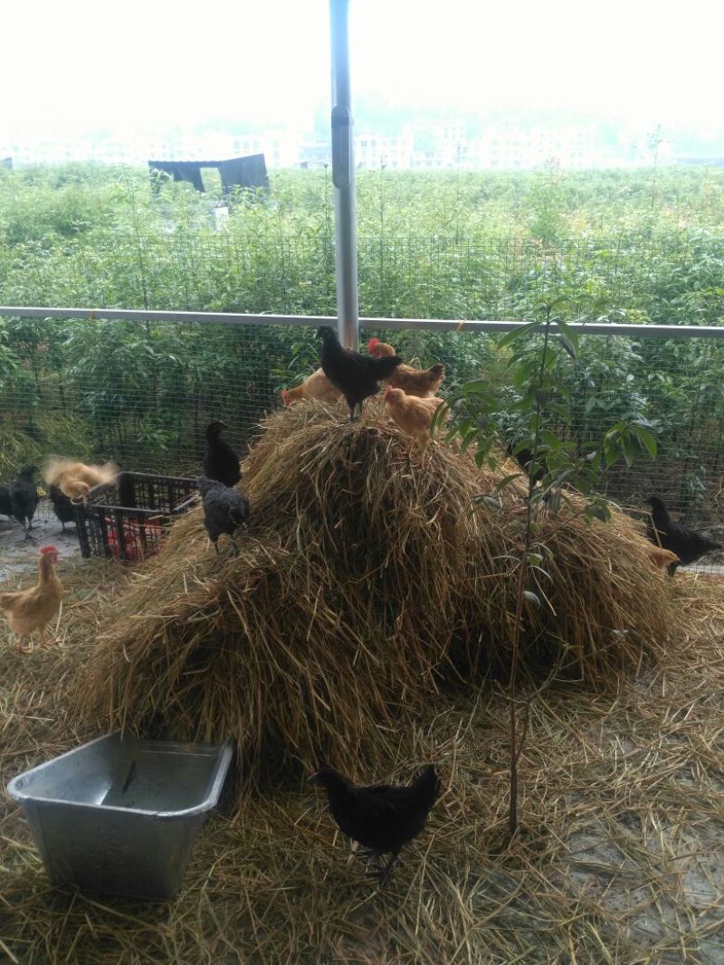 绿壳蛋鸡苗1斤以上