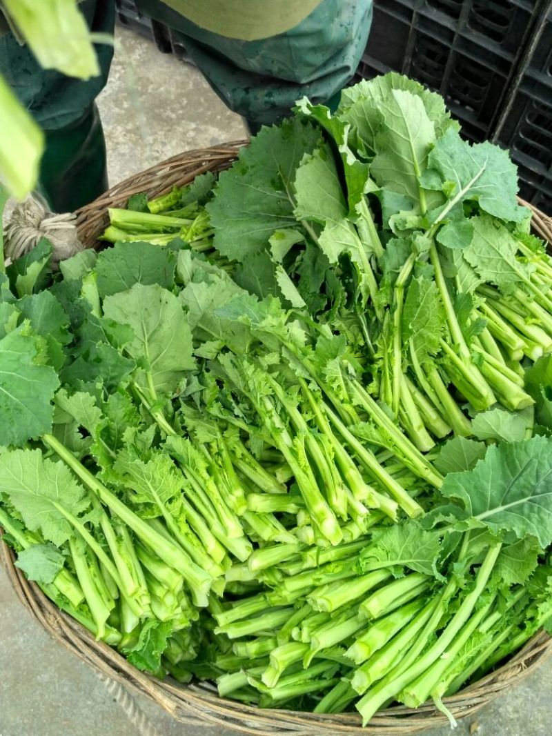 油菜苔15~20厘米