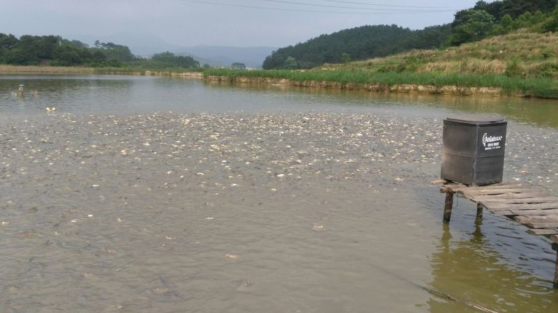 池鲤鱼食用1~2公斤