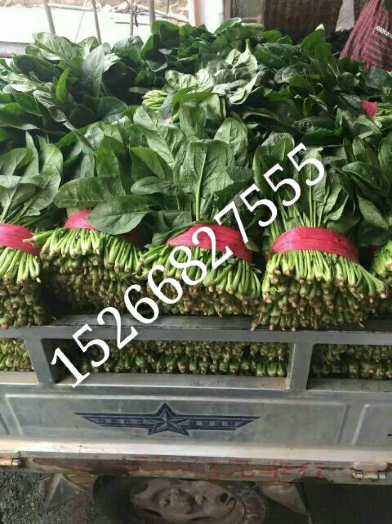 越冬菠菜