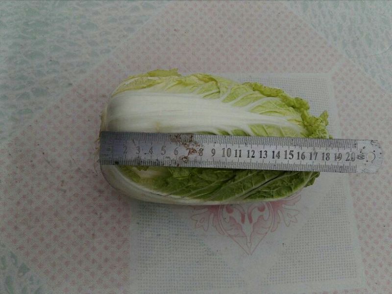 大白菜