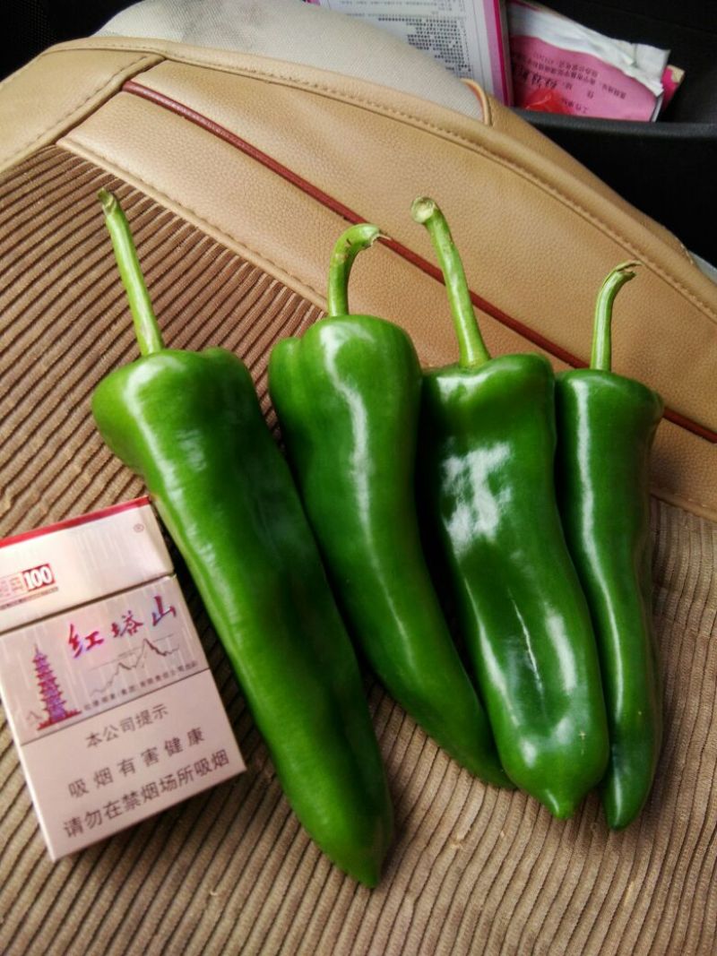 鲜辣椒10~15厘米青中辣