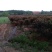 红叶石楠球