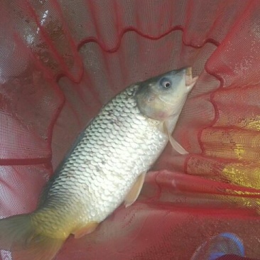 池鲤鱼食用2~3公斤