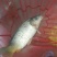 池鲤鱼食用2~3公斤