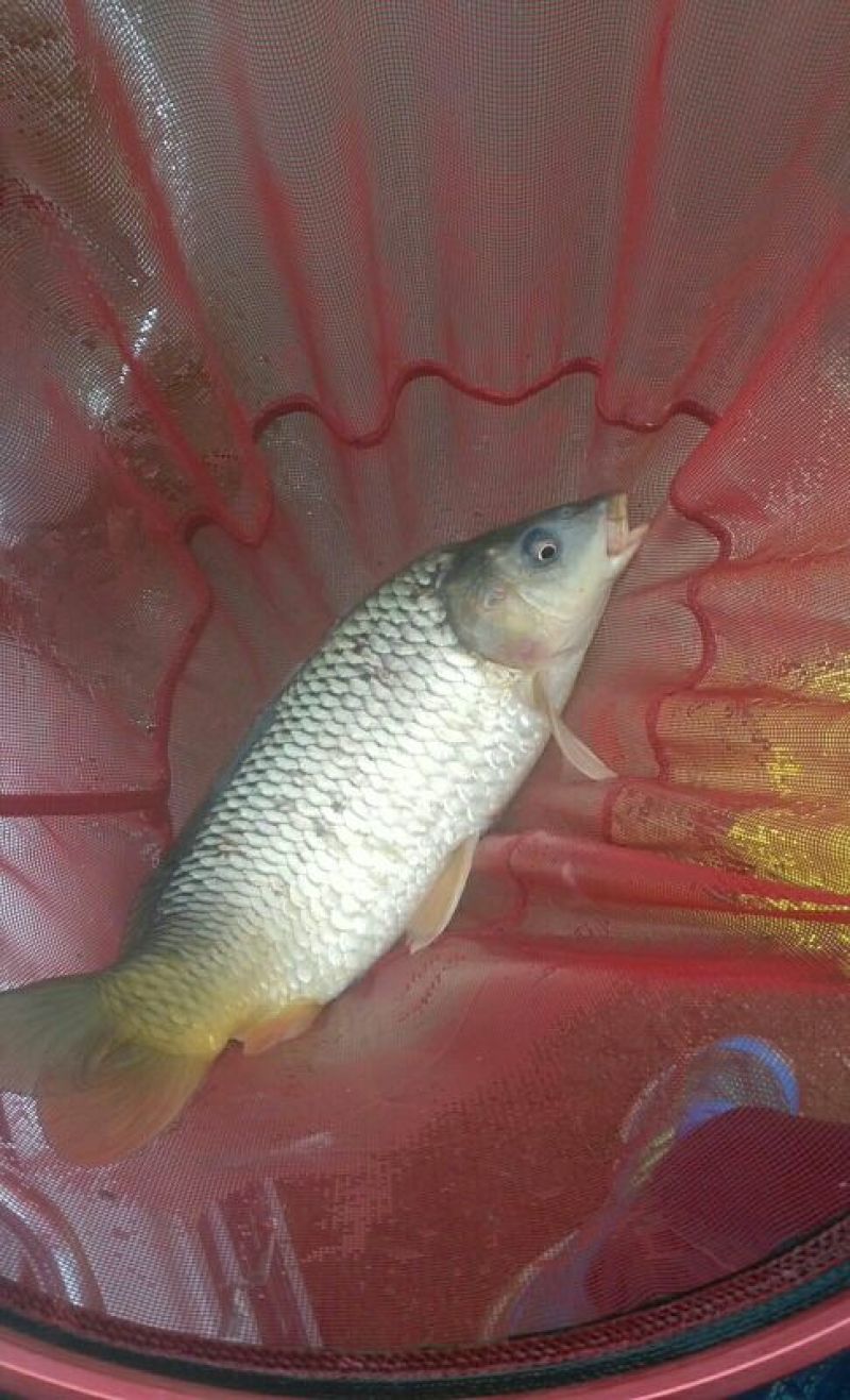 池鲤鱼食用2~3公斤