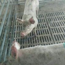 山东大白母猪苗猪供应，品种齐全，货源充足代办运输