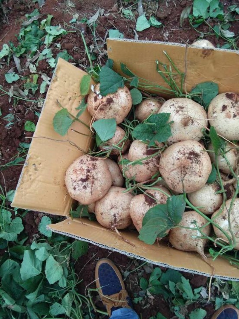 广东精品豆薯大量新苗优质凉薯供应一手货源量大从优欢迎选购