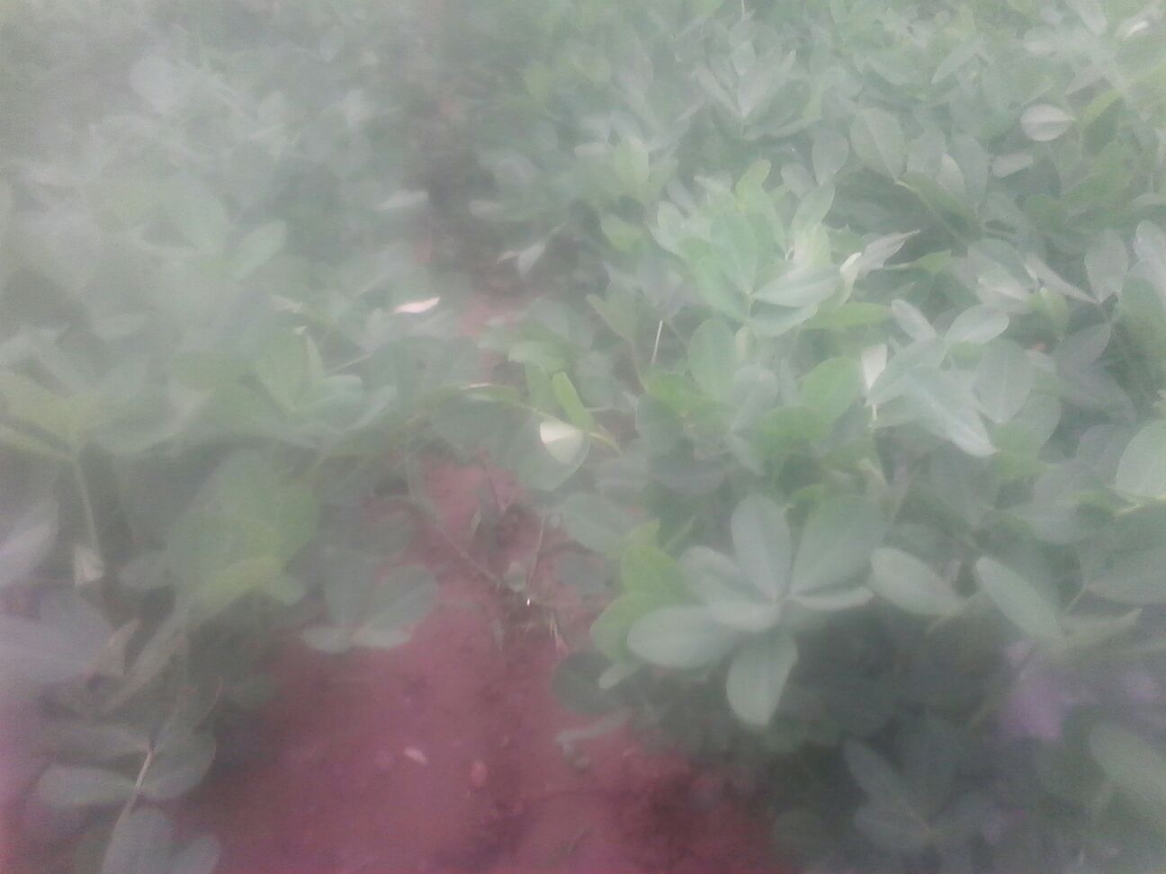 河南平顶山市叶县鲜花生 鲜货 带壳批发_王东