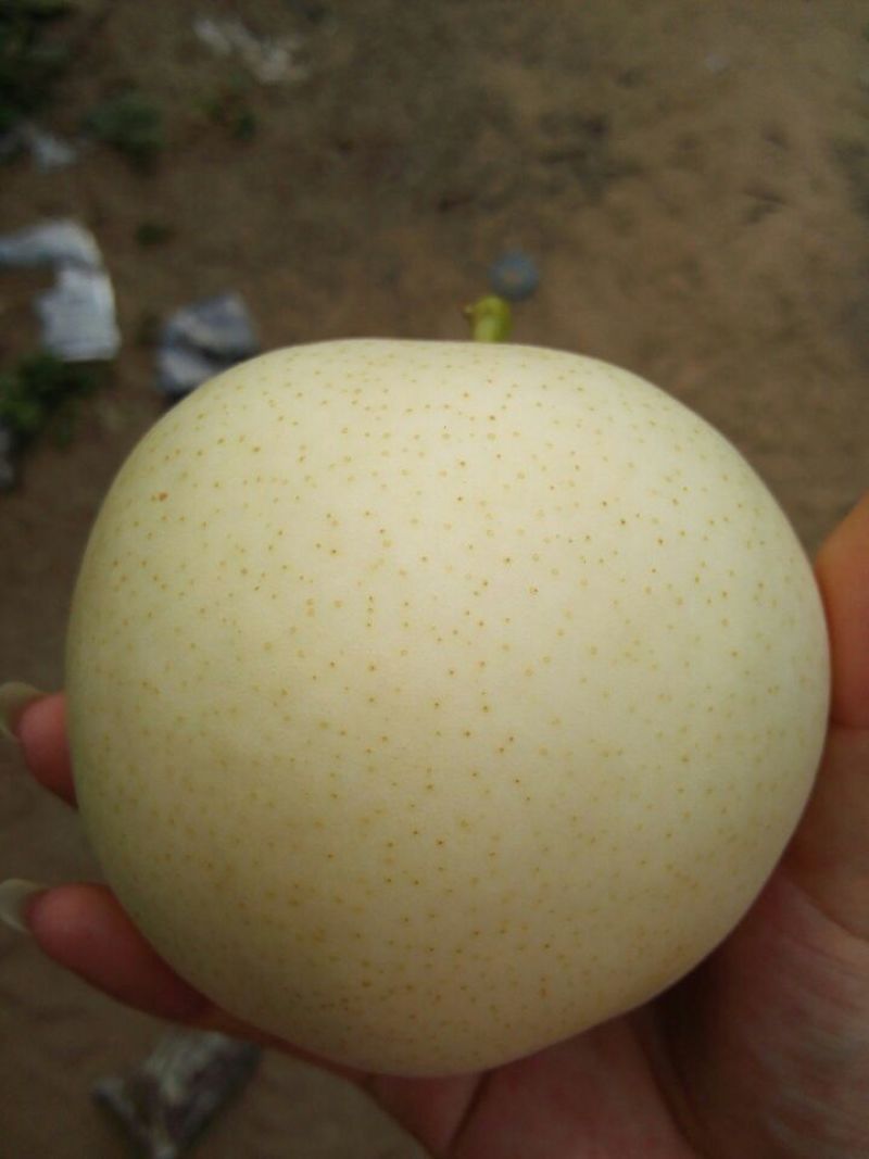 皇冠梨250~300g纸袋