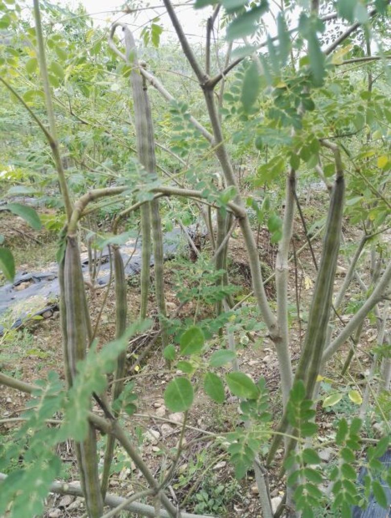辣木茶特级