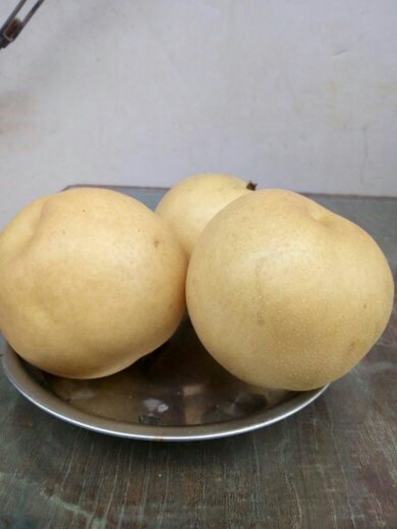 丰水梨300~350g纸袋