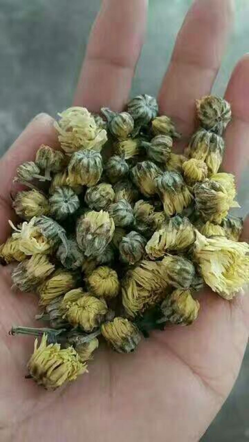 杭白菊罐装