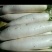白萝卜3~3.5斤起