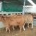 黄牛200~300kg