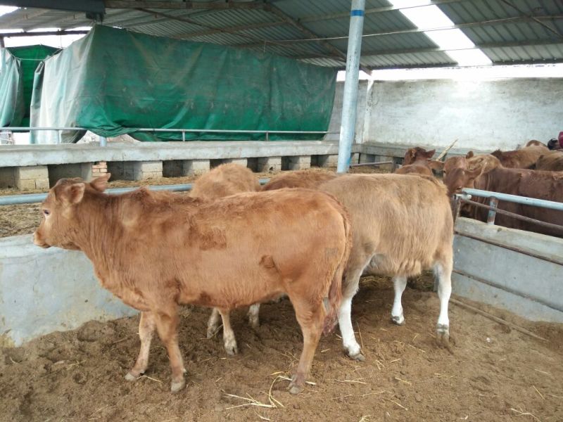 黄牛200~300kg