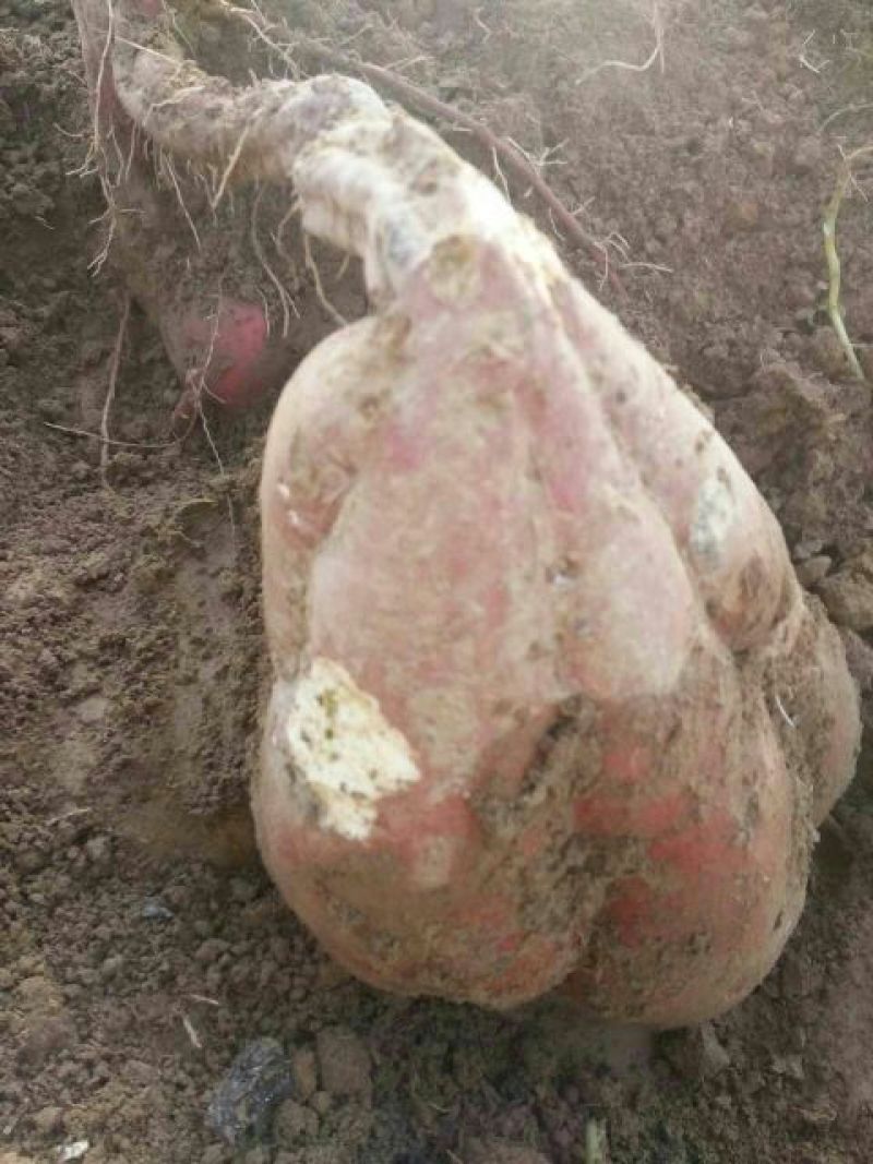 红薯粉条中粉