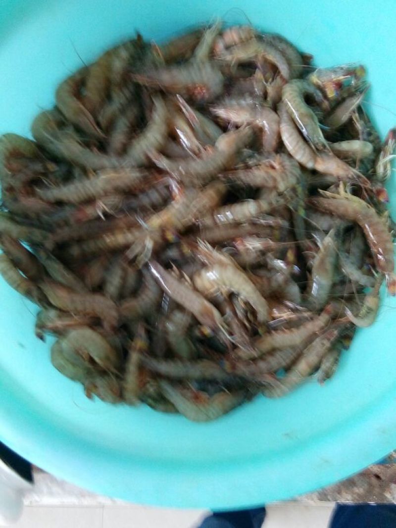 基围虾食用冰鲜虾