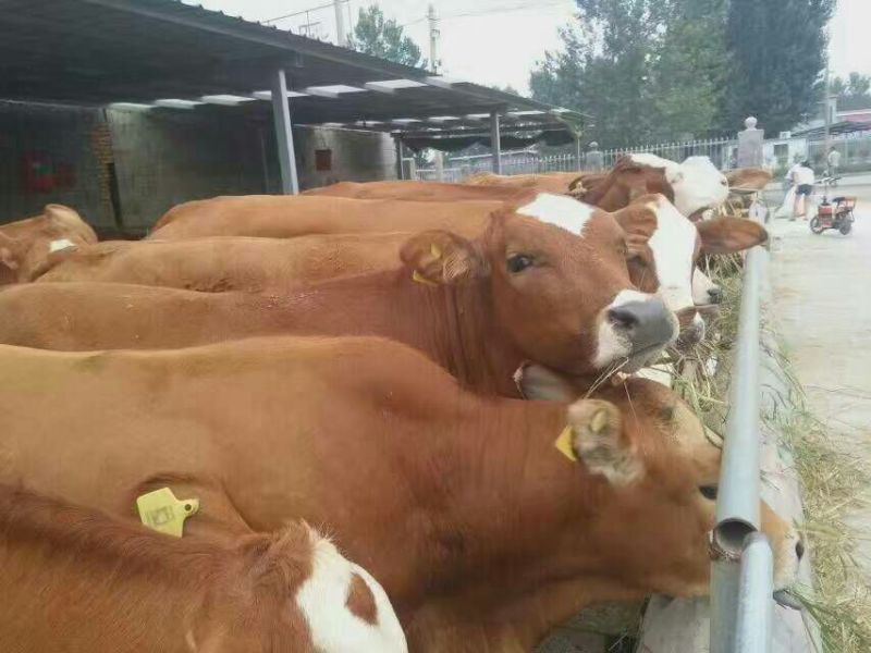 西门塔尔牛犊改良肉牛犊，育肥牛犊100~200kg