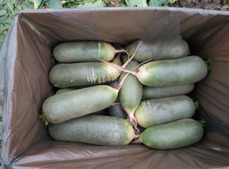 水果萝卜