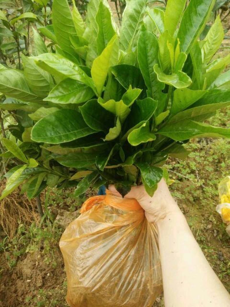 大叶栀子苗20~30cm30~40cm
